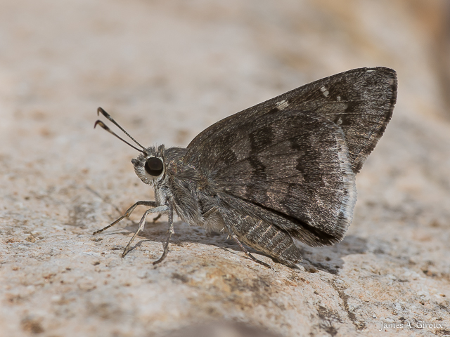 Acacia Skipper